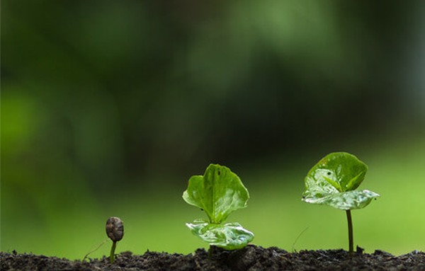 Burying Ashes: Turning ashes into a tree with Memotrees