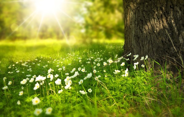 Natural Burial