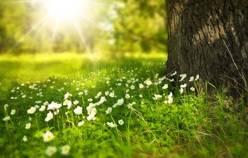 Natural Burial