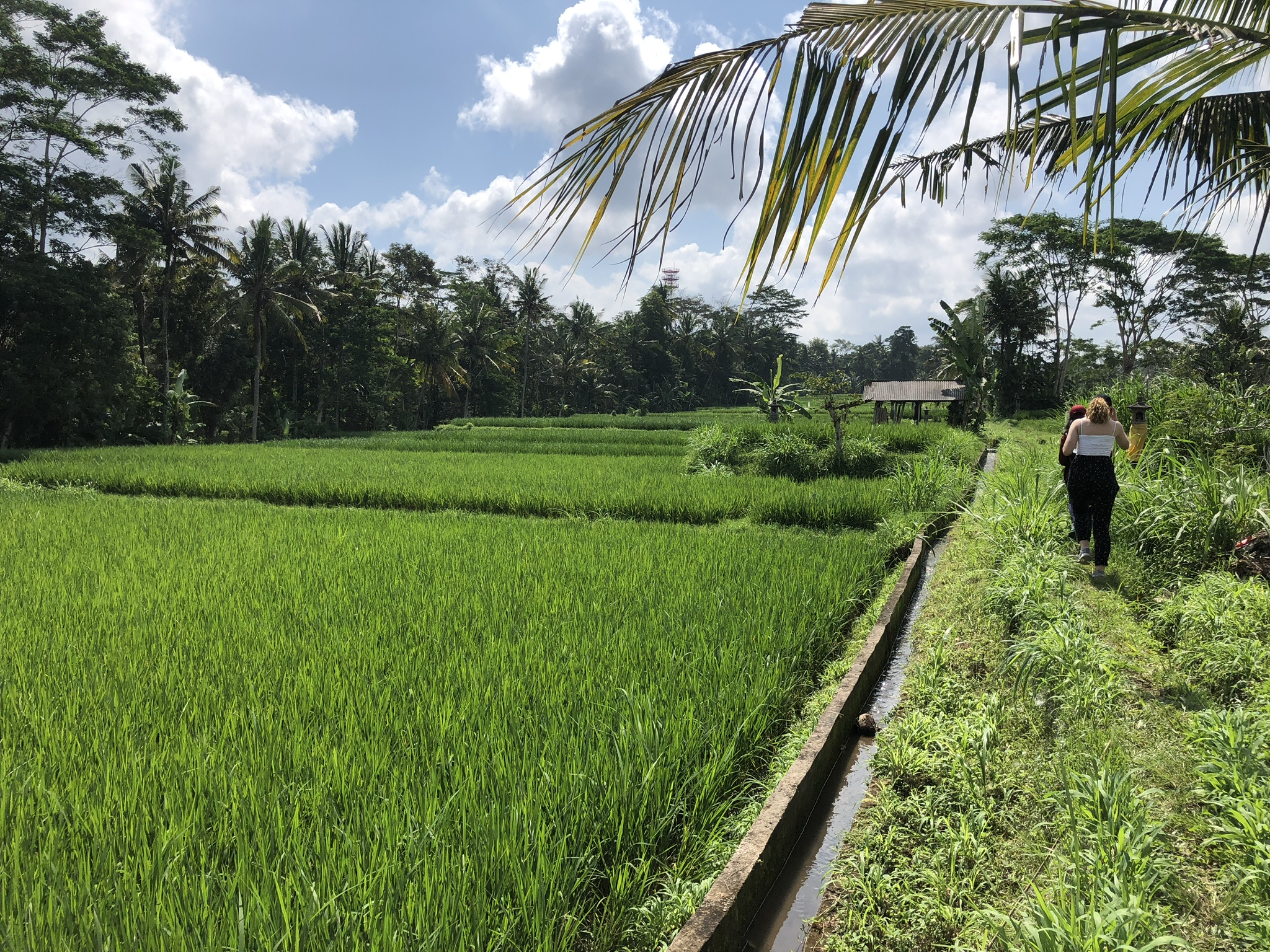 Bali rice fields